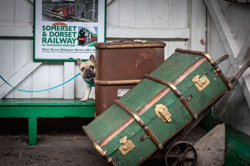 Dog scentwork classes at Midsomer Norton - 18th Nov 2021