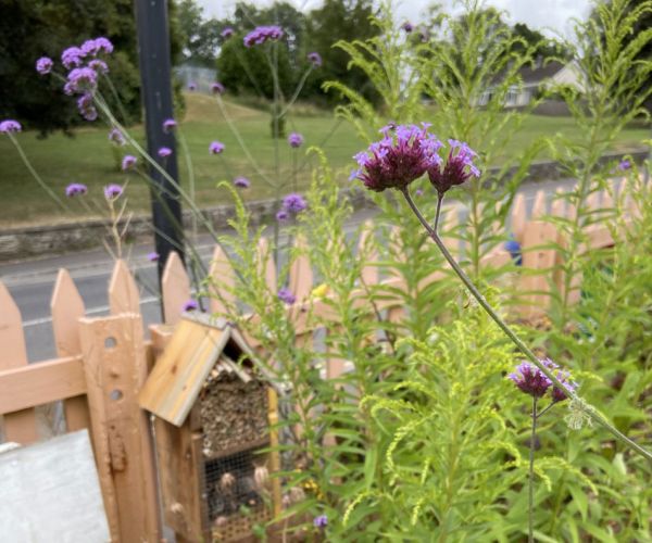 Wildflowers and insect hotel at Midsomer Norton Station - July 2022