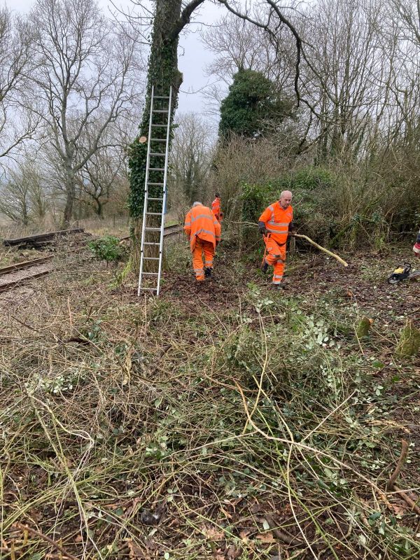 Tree surgery beside the line